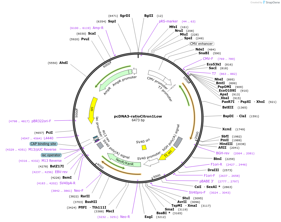 260804-plasmid-map-sequence-id-522145
