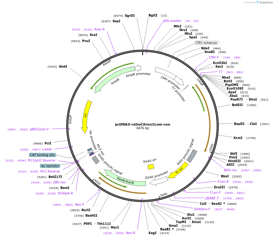 260806-plasmid-map-sequence-id-522147