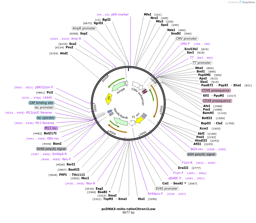 260808-plasmid-map-sequence-id-522157