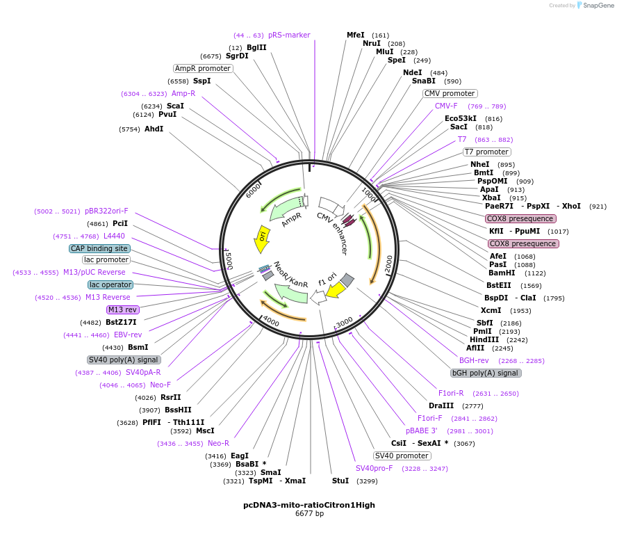 260809-plasmid-map-sequence-id-522158