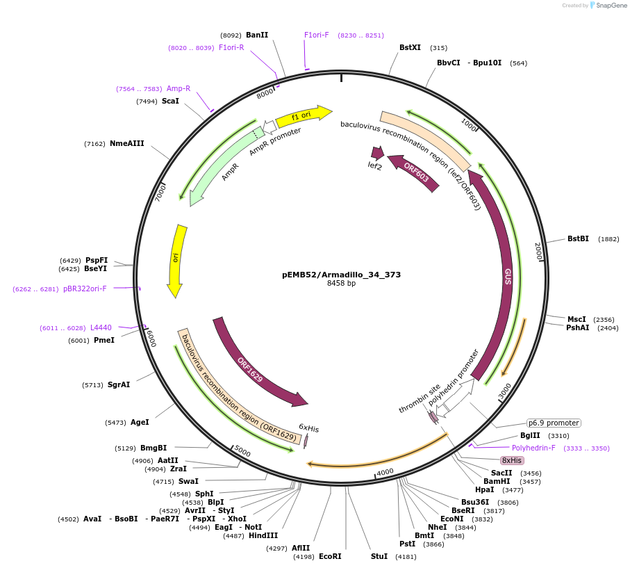 40543-plasmid-map-sequence-id-52216