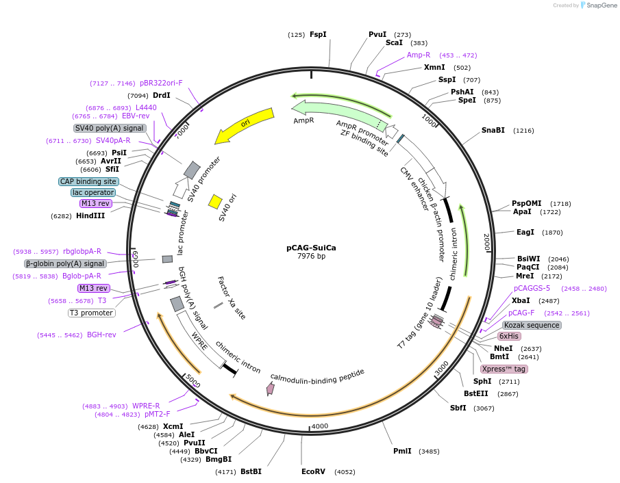 260164-plasmid-map-sequence-id-522171