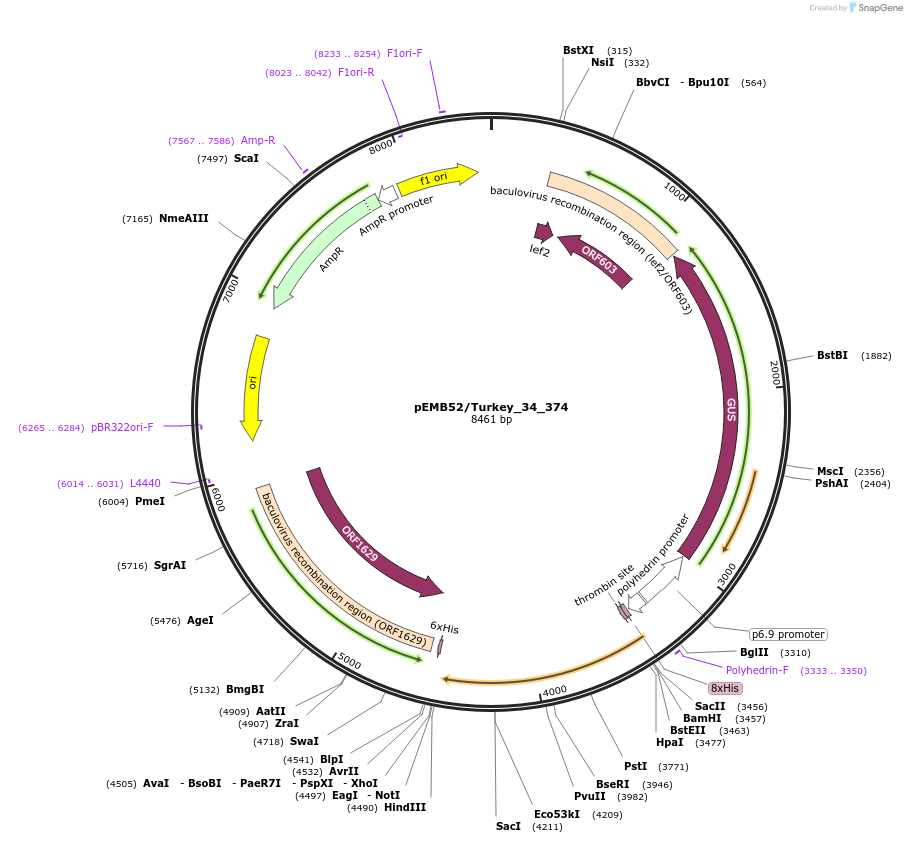 40545-plasmid-map-sequence-id-52218