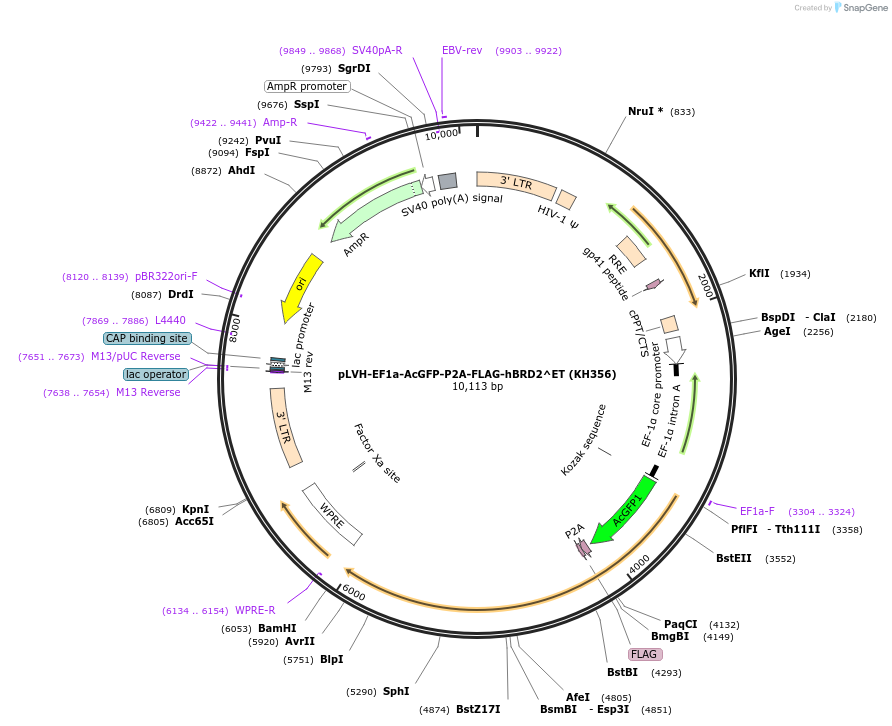 259307-plasmid-map-sequence-id-522197