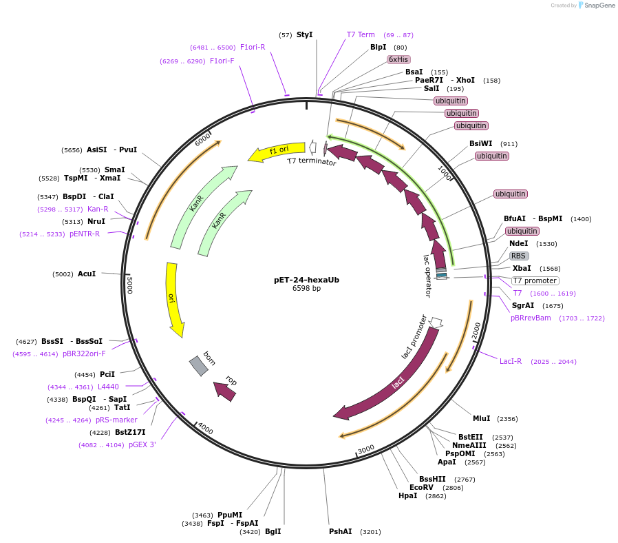 260827-plasmid-map-sequence-id-522205