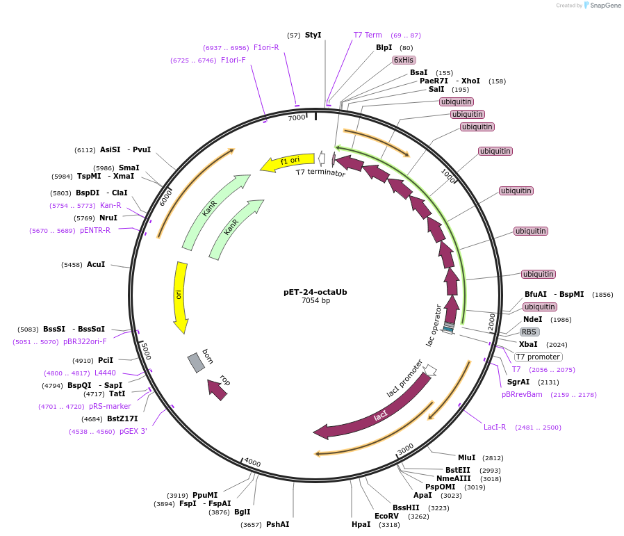 260828-plasmid-map-sequence-id-522207