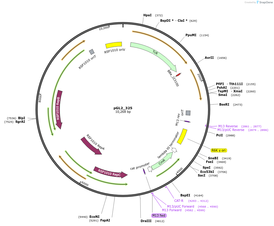 251963-plasmid-map-sequence-id-522214