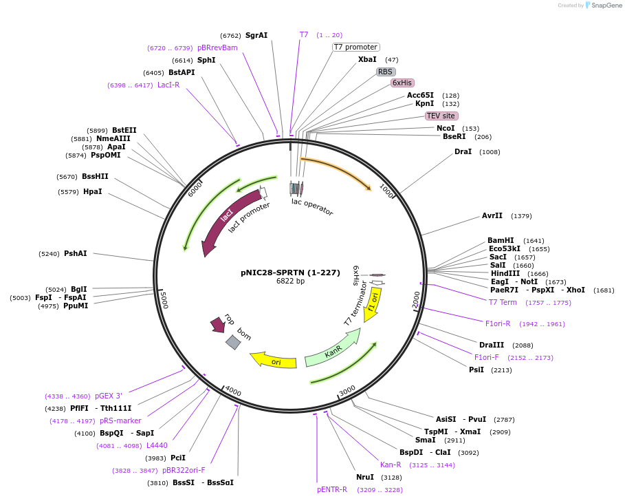 260830-plasmid-map-sequence-id-522215