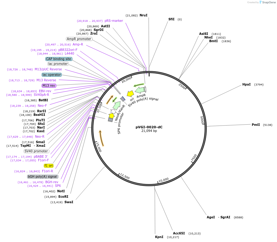 261735-plasmid-map-sequence-id-522255