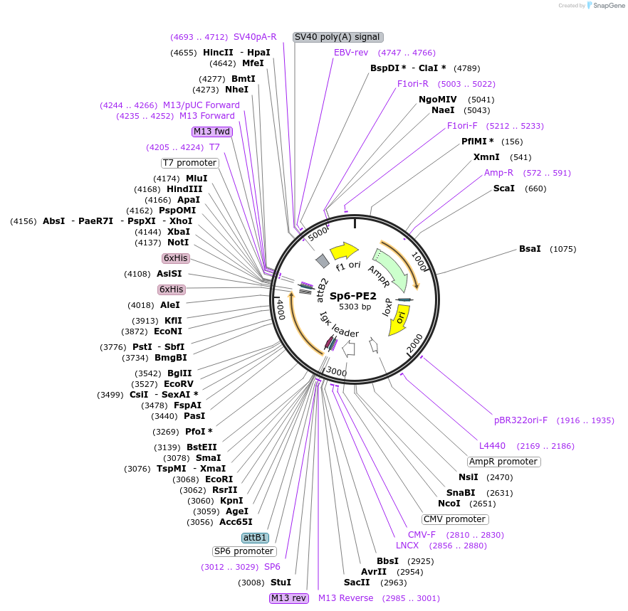 255428-plasmid-map-sequence-id-522266