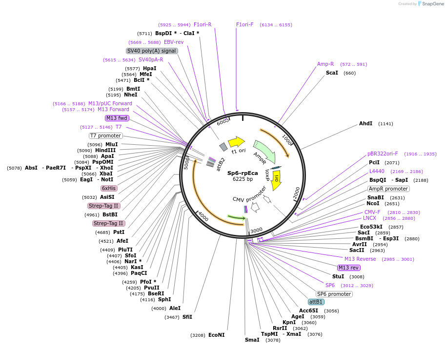 255429-plasmid-map-sequence-id-522267