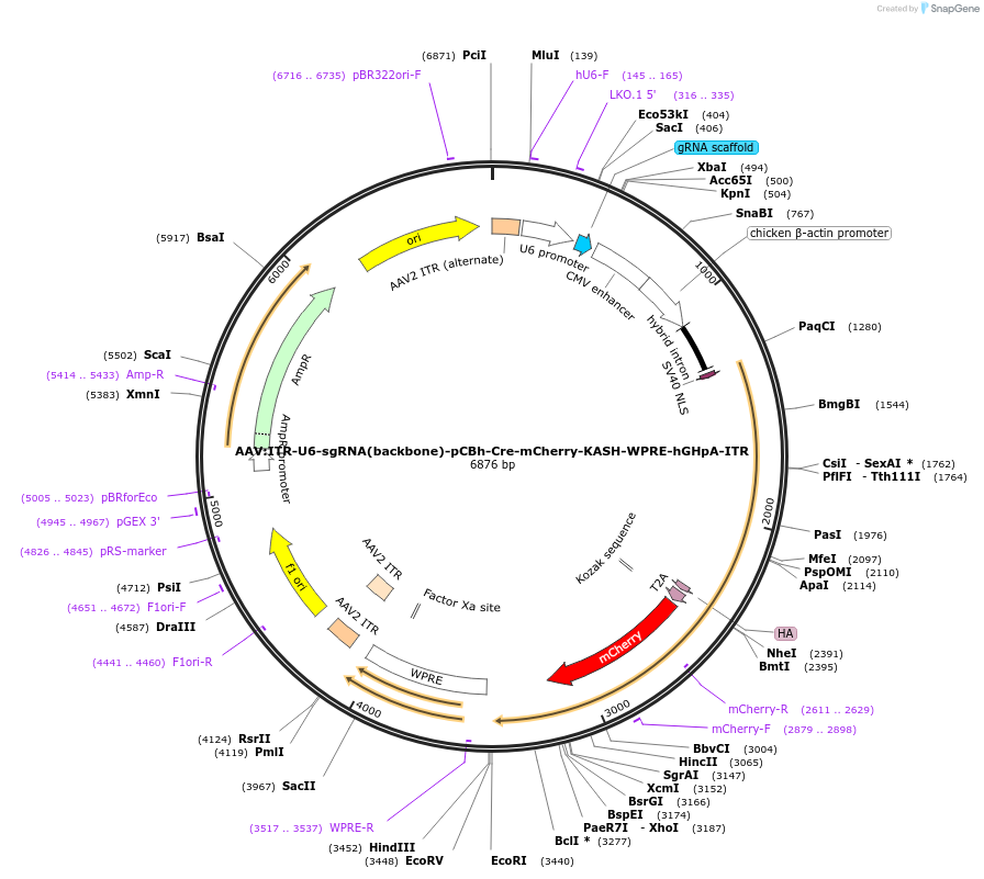 259717-plasmid-map-sequence-id-522276