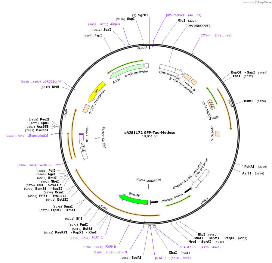 250746-plasmid-map-sequence-id-522280