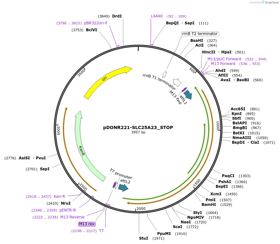 161134-plasmid-map-sequence-id-522283