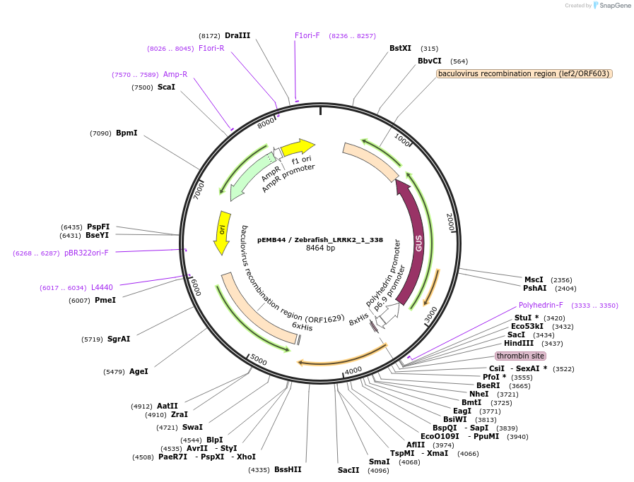 40556-plasmid-map-sequence-id-52229