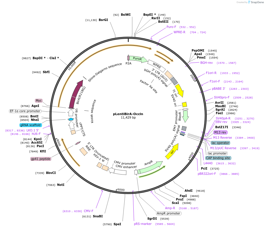 260880-plasmid-map-sequence-id-522299