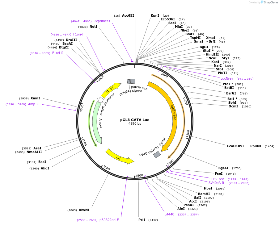 85695-plasmid-map-sequence-id-522325