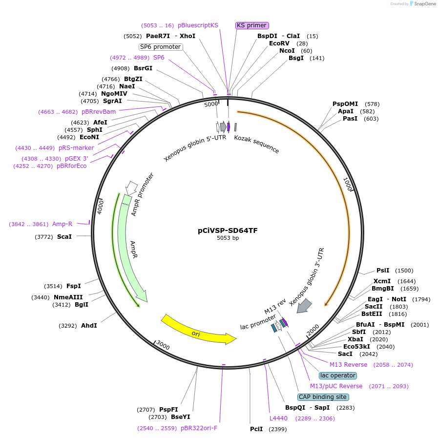 80332-plasmid-map-sequence-id-522326