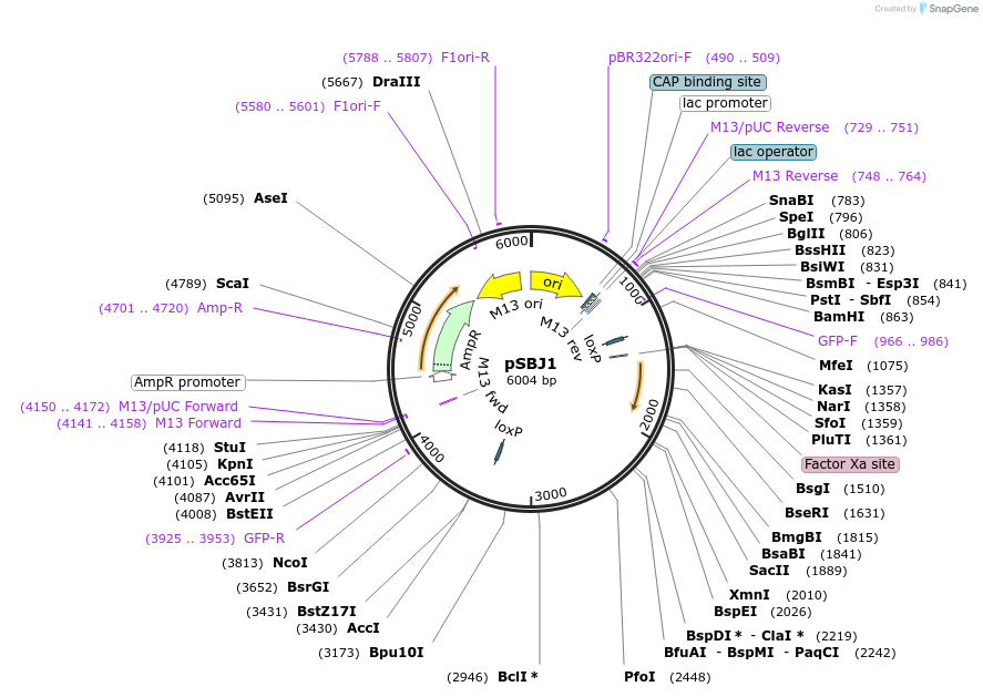 259355-plasmid-map-sequence-id-522343