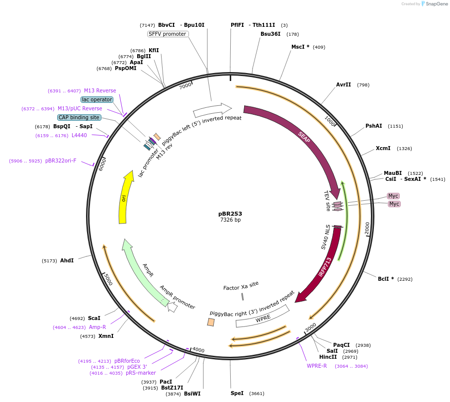 259198-plasmid-map-sequence-id-522379