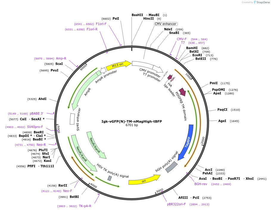 260315-plasmid-map-sequence-id-522431