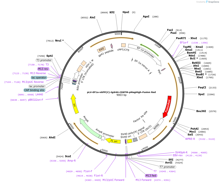 260322-plasmid-map-sequence-id-522435