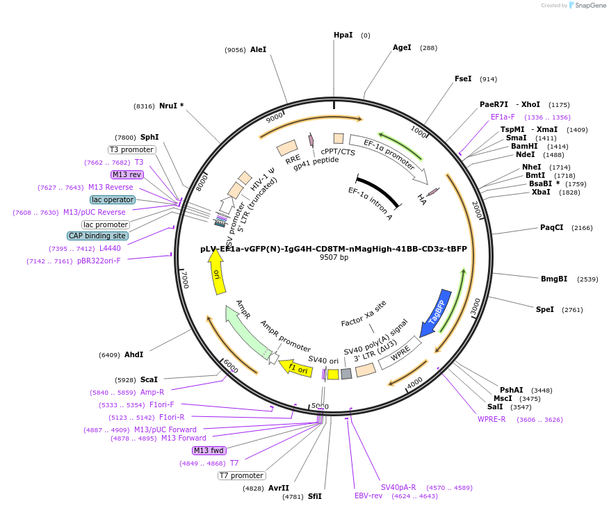 260319-plasmid-map-sequence-id-522438