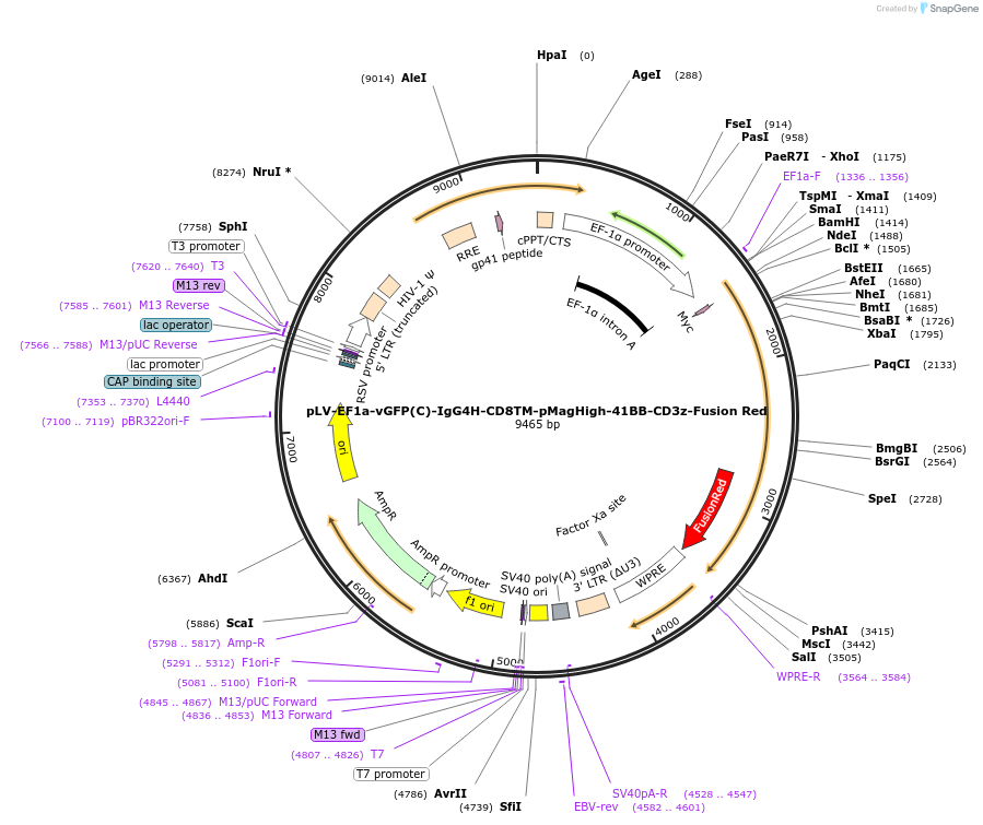 260320-plasmid-map-sequence-id-522439
