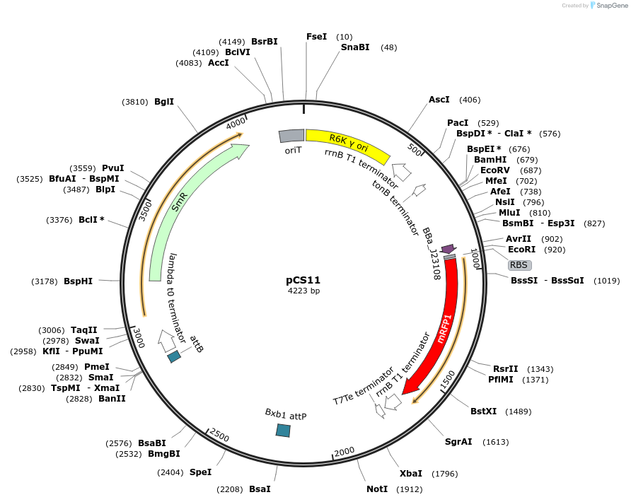 257828-plasmid-map-sequence-id-522450