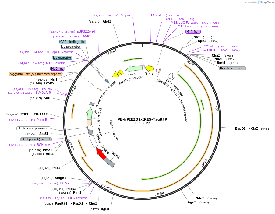 259534-plasmid-map-sequence-id-522452