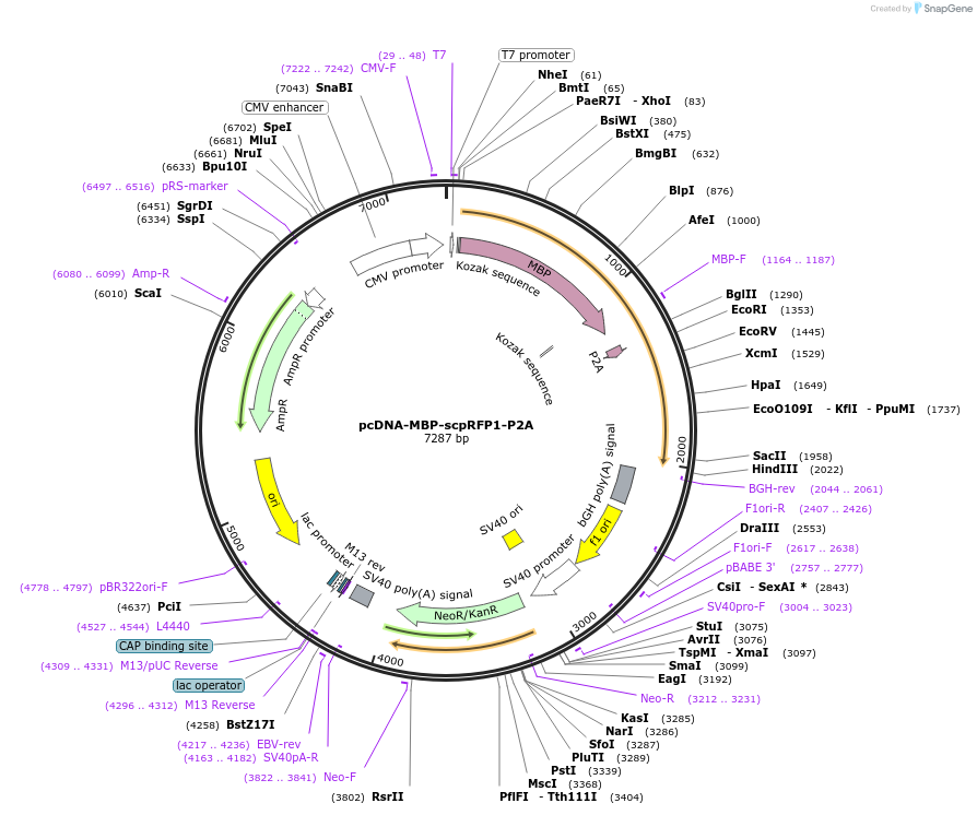 258609-plasmid-map-sequence-id-522453