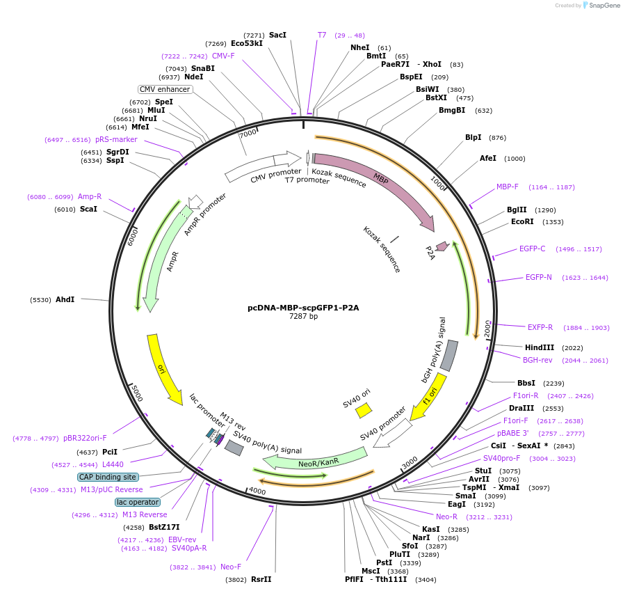 258611-plasmid-map-sequence-id-522460