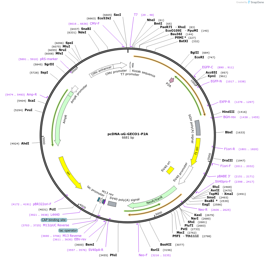 258612-plasmid-map-sequence-id-522463