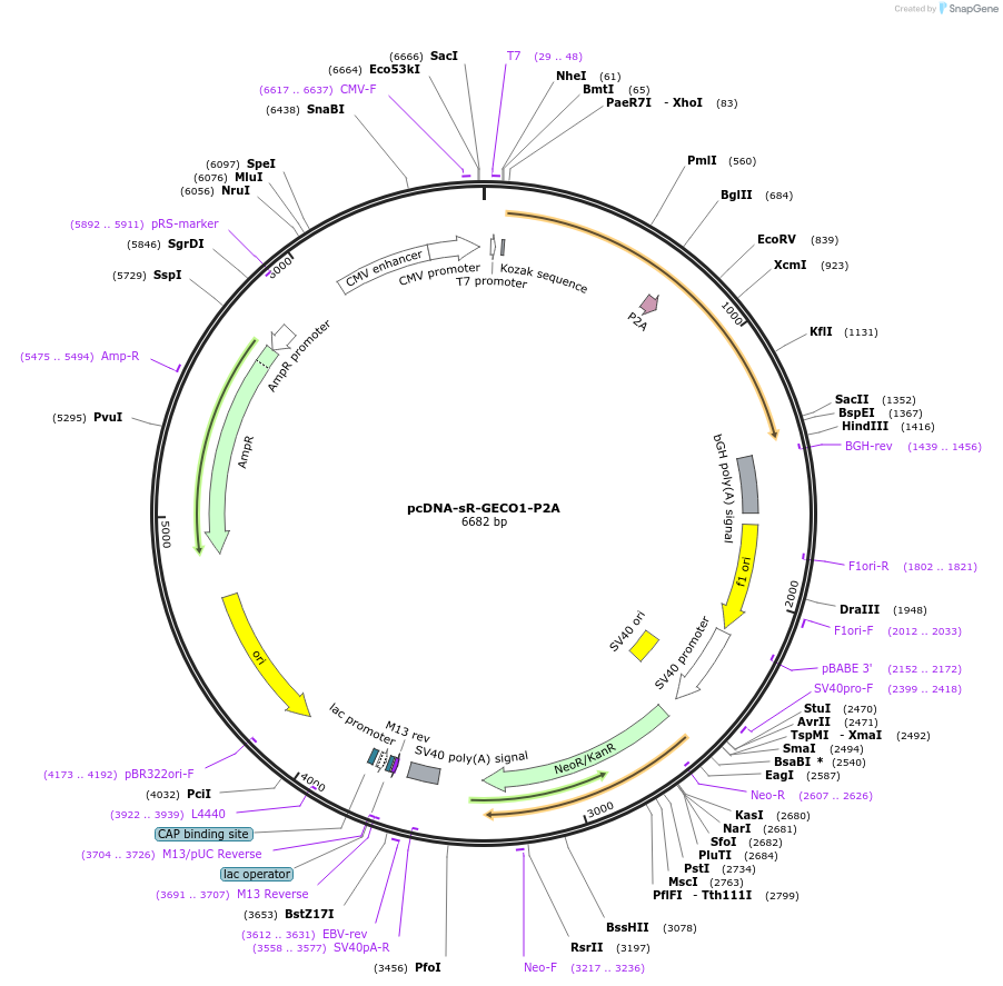 258613-plasmid-map-sequence-id-522465