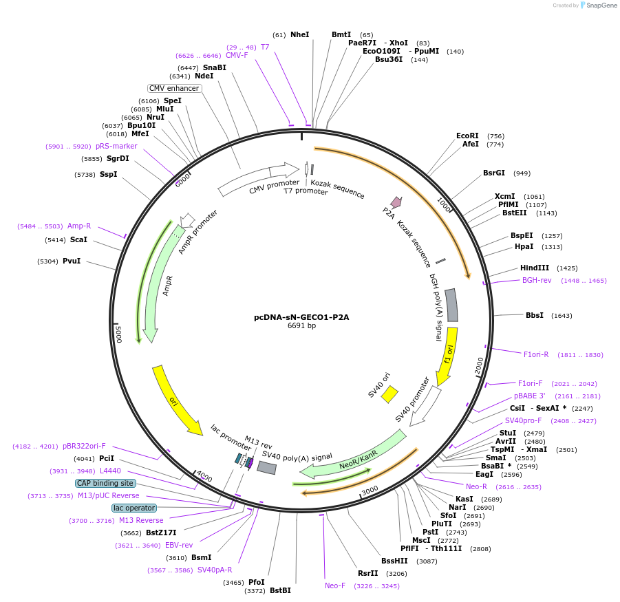 258614-plasmid-map-sequence-id-522473