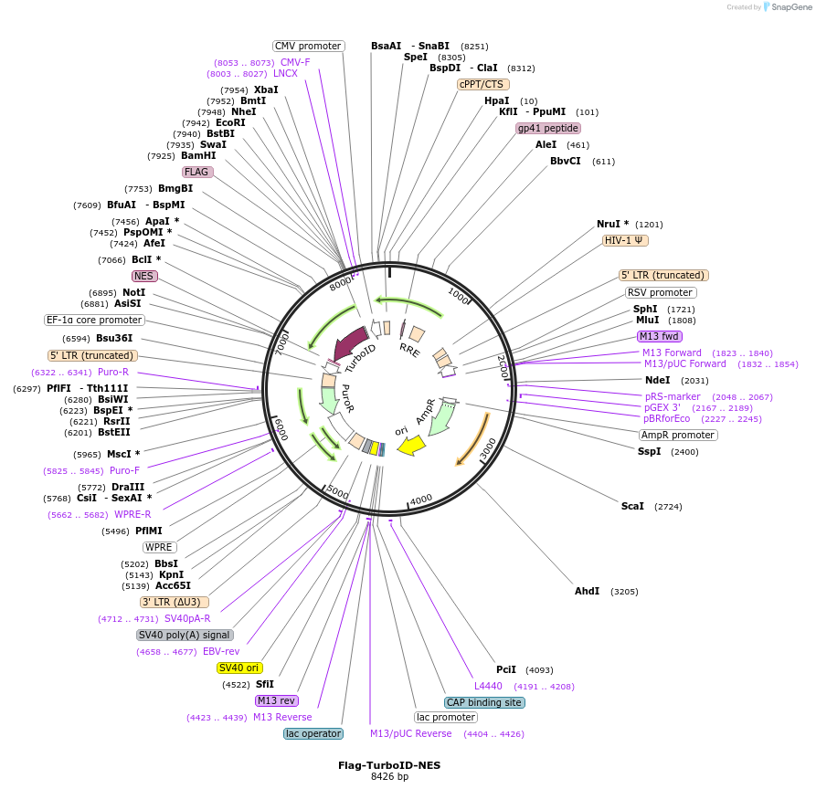 262579-plasmid-map-sequence-id-522477