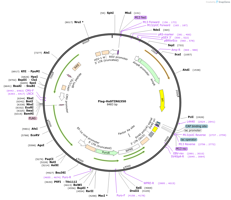 262580-plasmid-map-sequence-id-522481