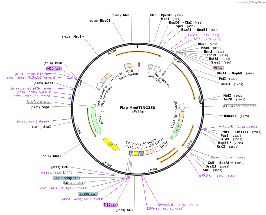 262581-plasmid-map-sequence-id-522484