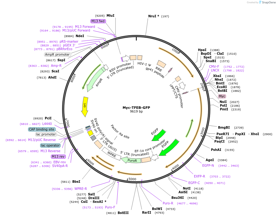 262582-plasmid-map-sequence-id-522487