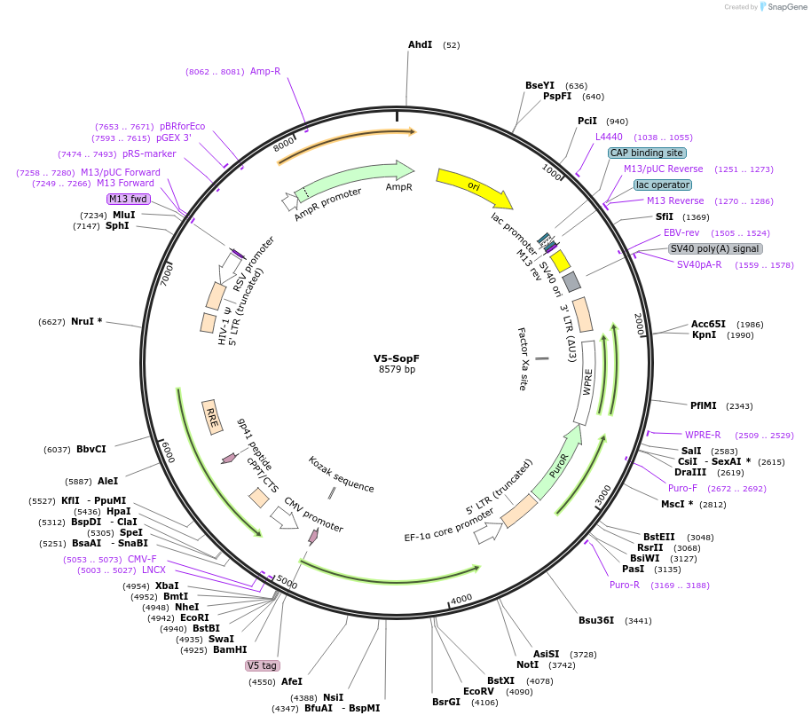 262583-plasmid-map-sequence-id-522489