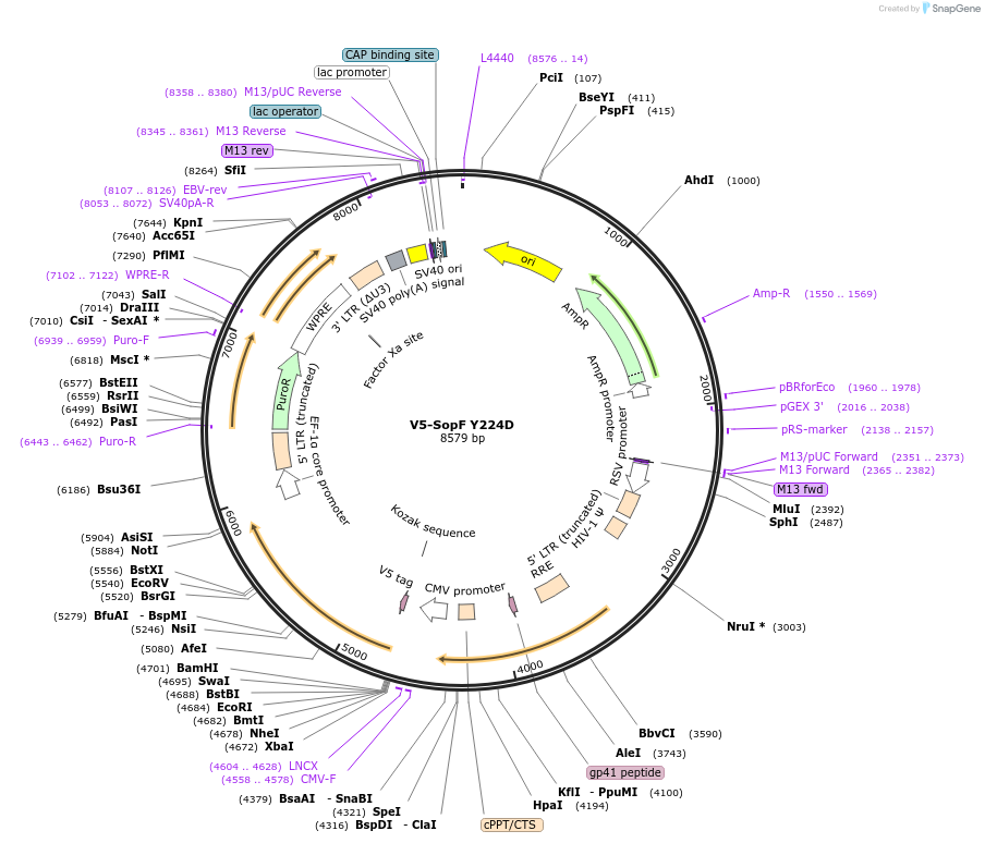 262584-plasmid-map-sequence-id-522490
