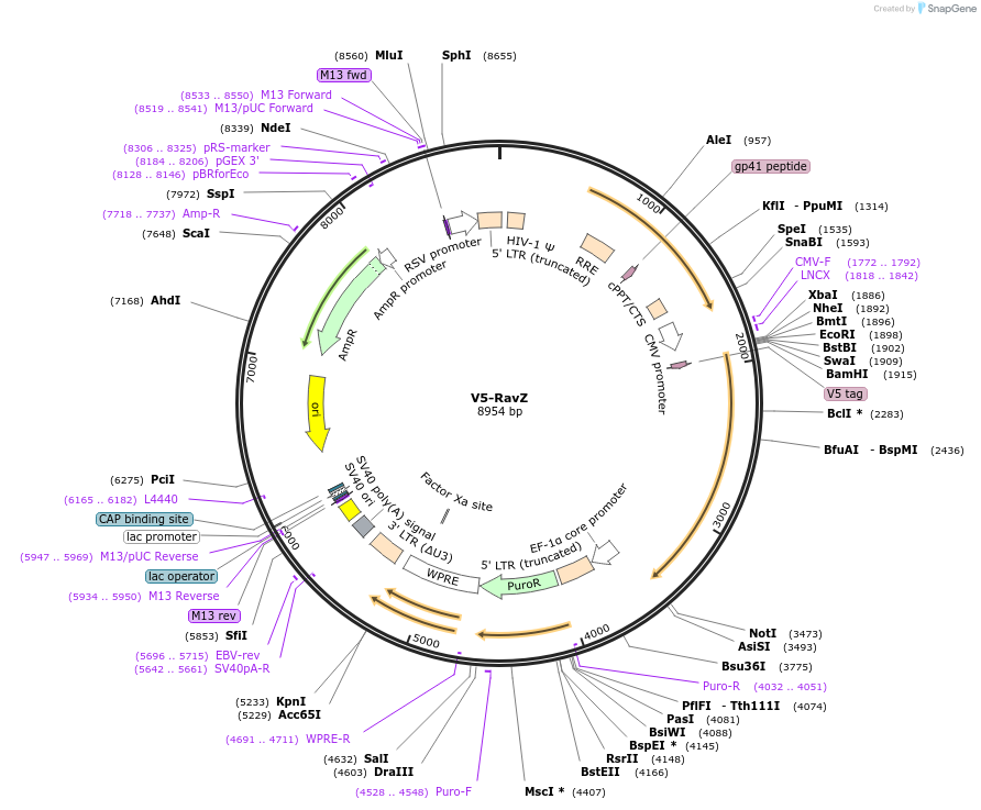 262585-plasmid-map-sequence-id-522491