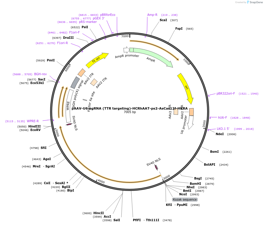 261721-plasmid-map-sequence-id-522503