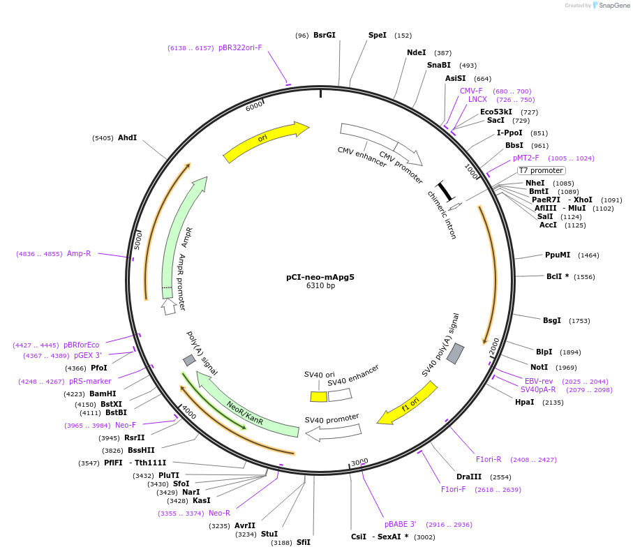 22956-plasmid-map-sequence-id-522505