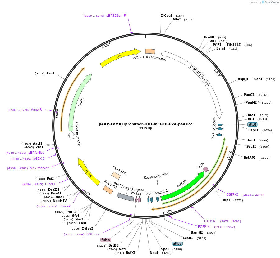 260694-plasmid-map-sequence-id-522510