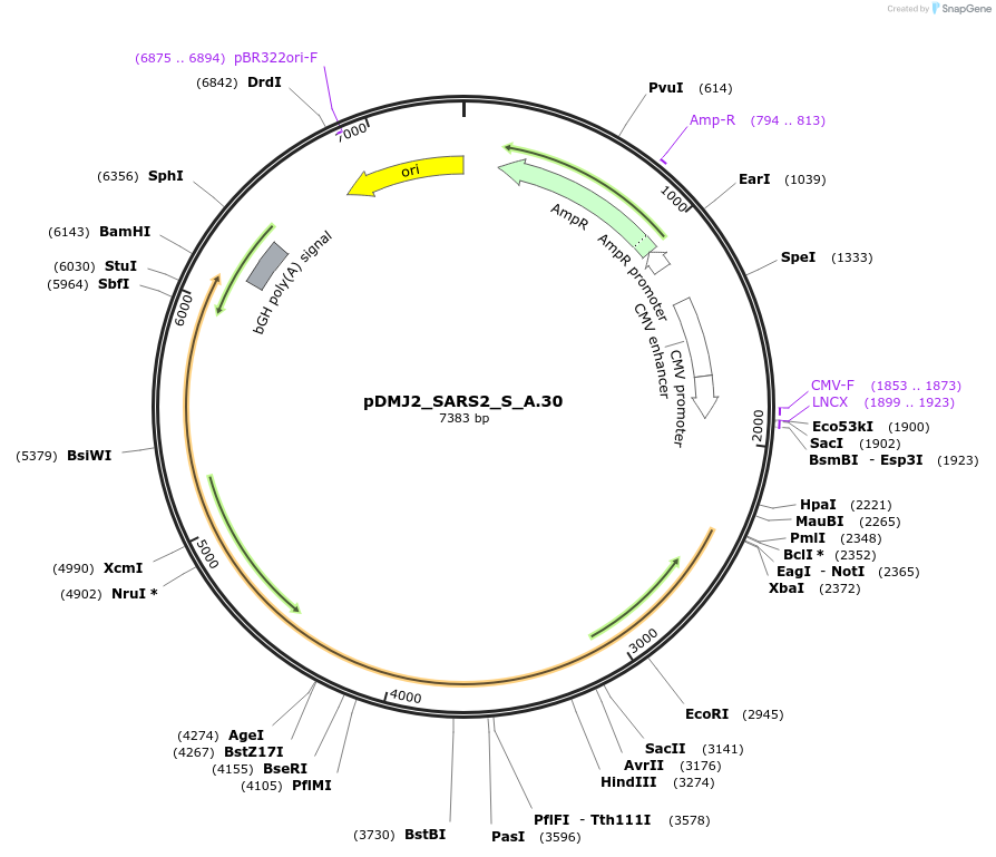 257004-plasmid-map-sequence-id-522513