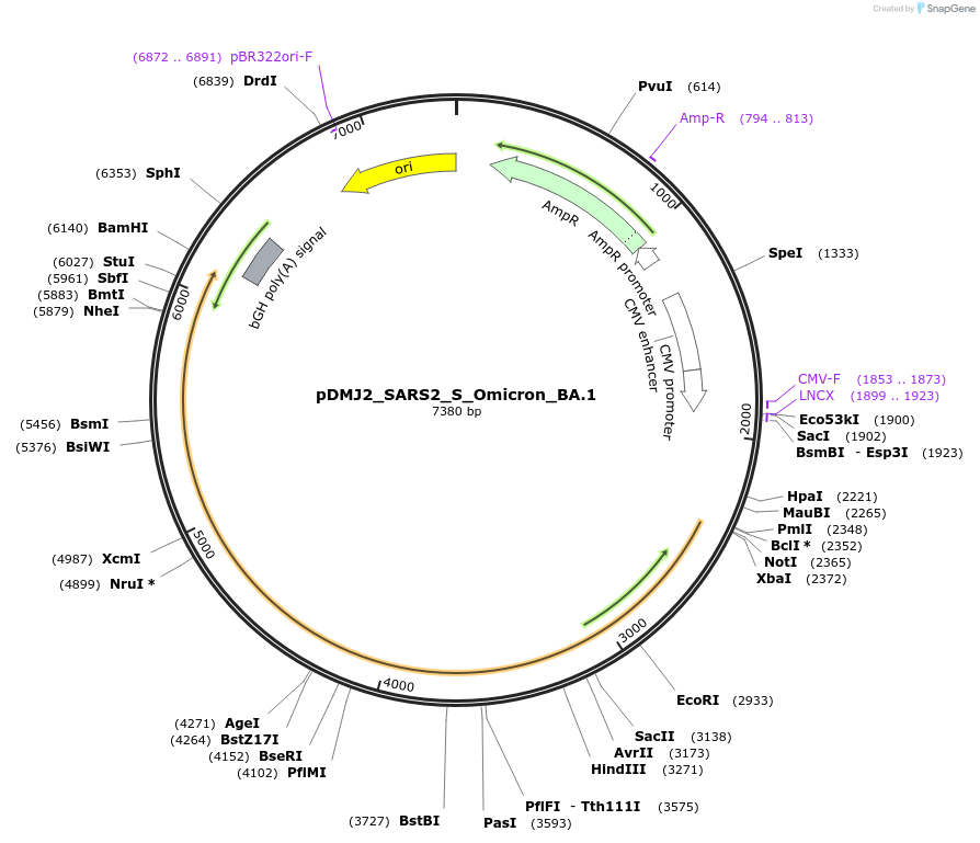 257032-plasmid-map-sequence-id-522514