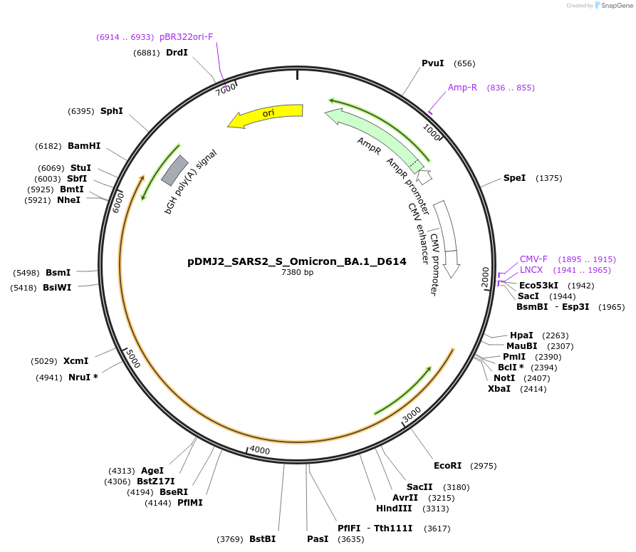 257033-plasmid-map-sequence-id-522515