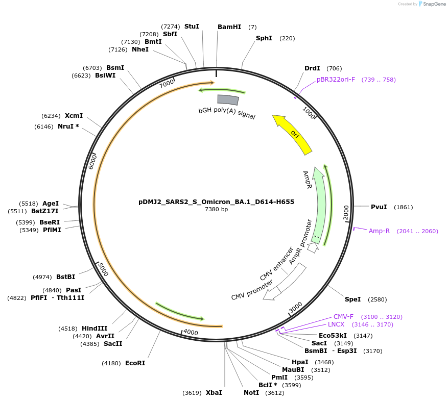 257035-plasmid-map-sequence-id-522528
