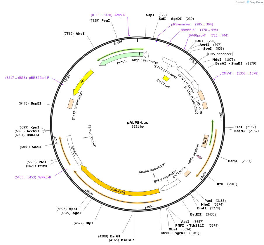 257102-plasmid-map-sequence-id-522531